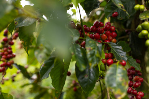 Honduras; Finca San José Gesha