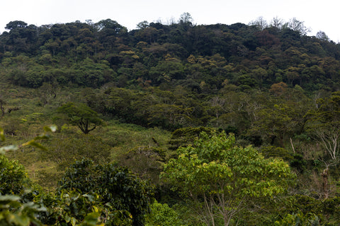 Honduras; Finca San José Gesha
